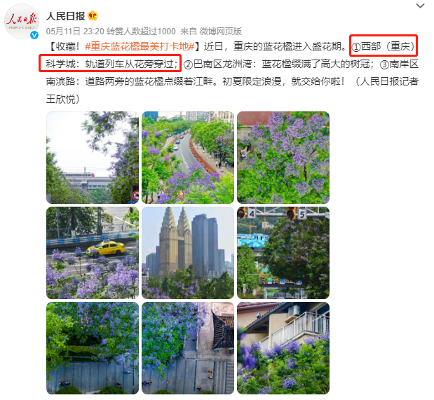 #重慶藍(lán)花楹最美打卡地#重慶地鐵廣告從花叢中穿過(guò)